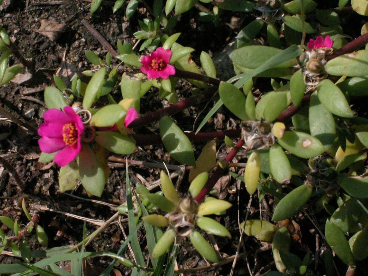 Pink purslane is hard to miss when fully open, but that occurs only on sunny days, as the blooms don’t like cloudy or rainy weather.