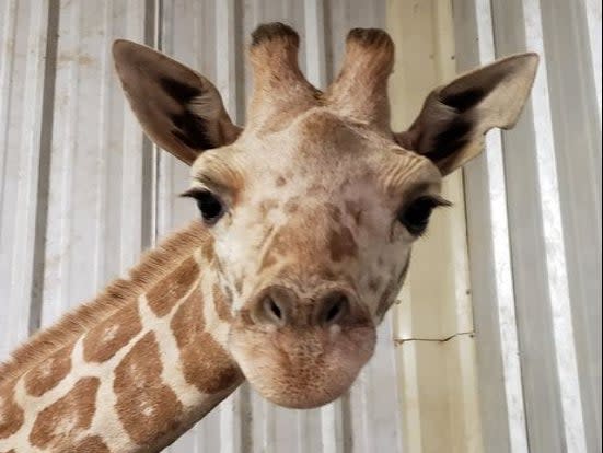 April the giraffe at the East Texas Zoo and Gator Park ((East Texas Zoo and Gator Park))