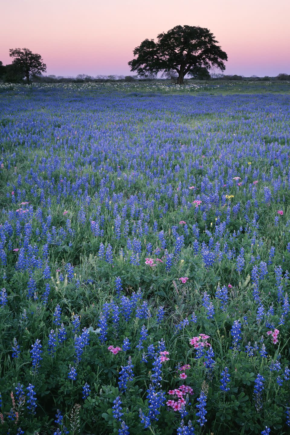 America's Most Beautiful Wildflower Bloom