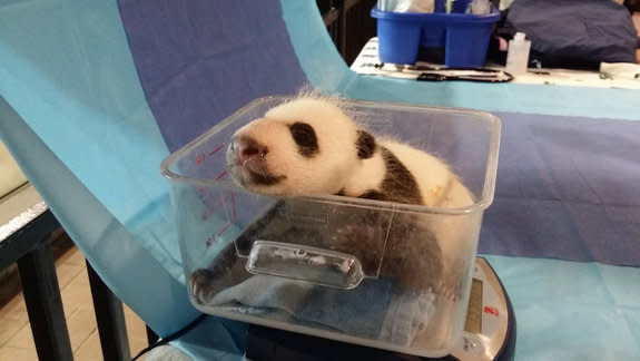 When he turned 4.5 weeks old on Sept. 21, Bei Bei weighed about 3 lbs. (1.4 kg). He now weighs more than his older siblings, Bao Bao and Tai Shan, when they were his age.