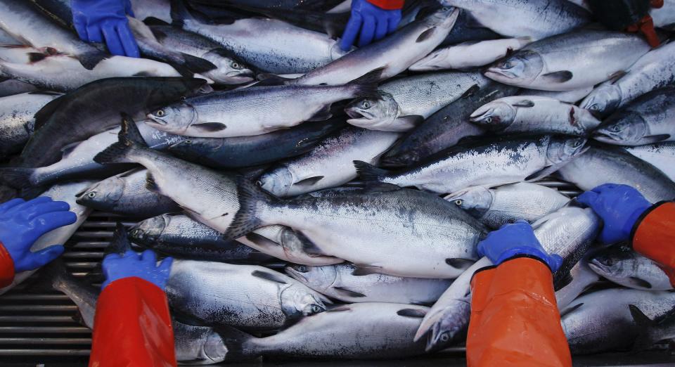 salmon fishing boat alaska