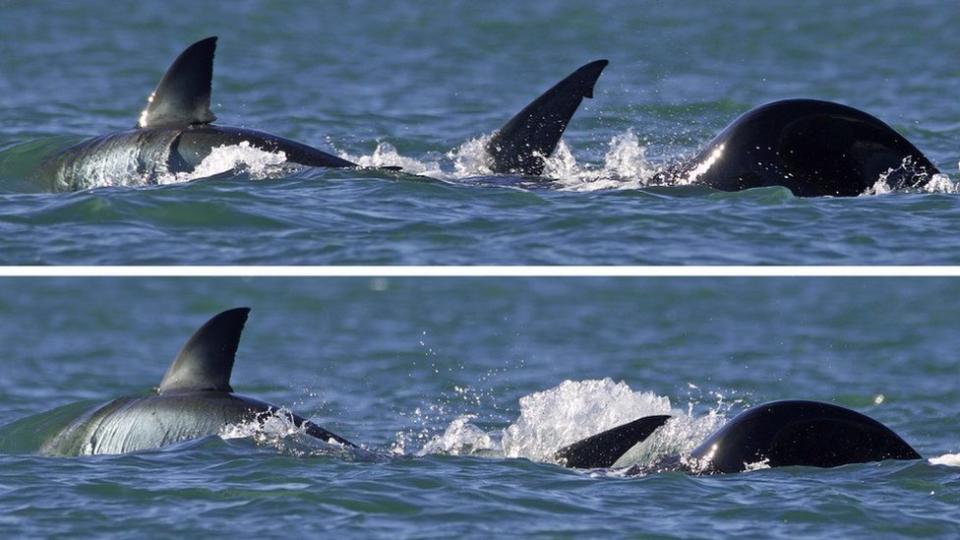 A great white shark hunted by an orca