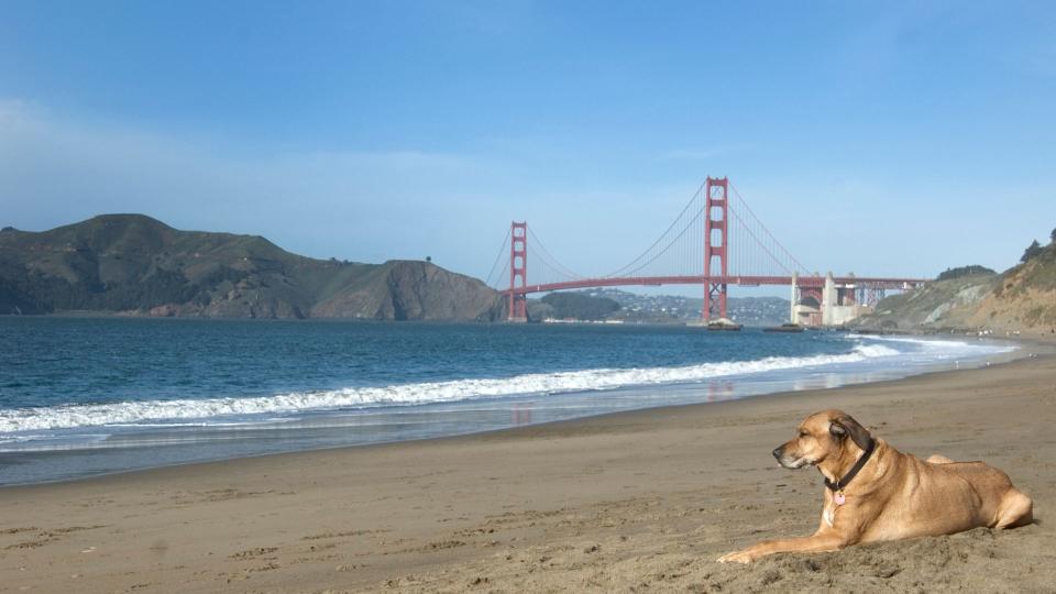 Best dog friendly beaches