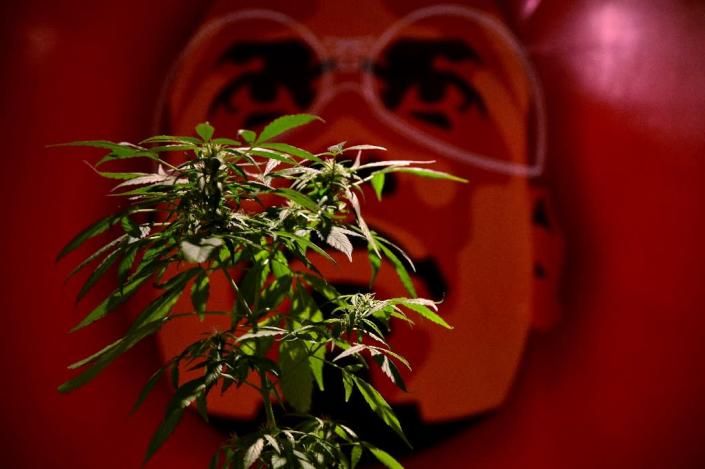 A vendor displays a marijuana plant at a medical-products fair in Bogota, Colombia, on December 22, 2015 (AFP Photo/Guillermo Legaria)