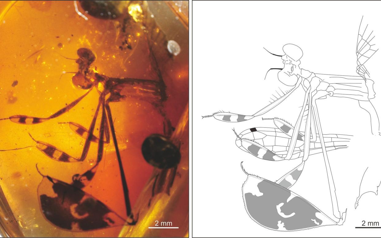 A damselfly was caught in the act of displaying to a female when he was trapped in amber  - Nanjing Institute of Geology and Palaeontology