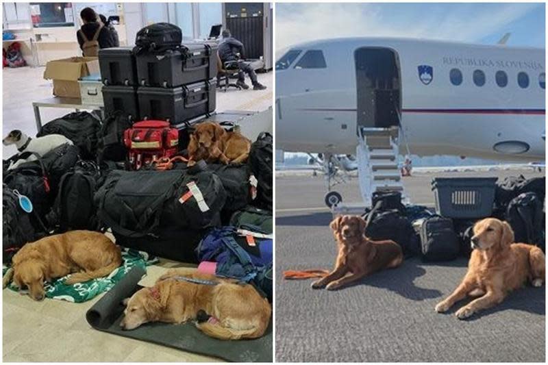斯洛維尼亞的搜救團隊準備返國，搜救犬們累壞在機場睡翻。（翻攝自Roman Starman臉書）