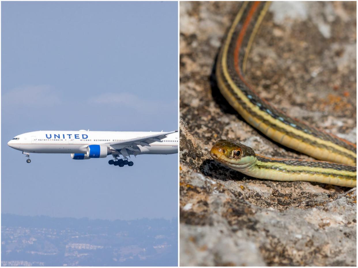 United Airlines, garter snake