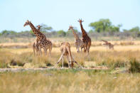 <p>Giraffes gather at the Batia watering hole for a midday drink in Etosha National Park. (Photo: Gordon Donovan/Yahoo News) </p>