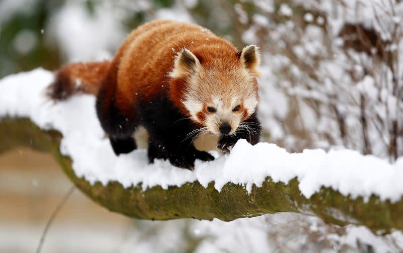 FILE PHOTO: A red panda walks on a snowy branch in Burford
