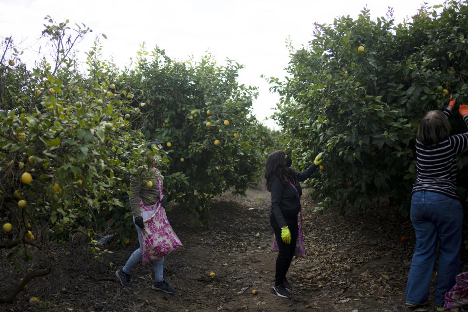 Christian volunteers pick lemons on a farm in southern Israel, as part of a post-Oct. 7 solidarity tour, Monday, March 4, 2024. Their trip is part of a wave of religious "voluntourism" to Israel, organized trips that include some kind of volunteering aspect connected to the ongoing war in Gaza. Israel's Tourism Ministry estimates around a third to half of the approximately 3,000 visitors expected to arrive each day in March are part of faith-based volunteer trips. Prior to Oct. 7, around 15,000 visitors were arriving in Israel per day, according to Tourism Ministry statistics. (AP Photo/Maya Alleruzzo)