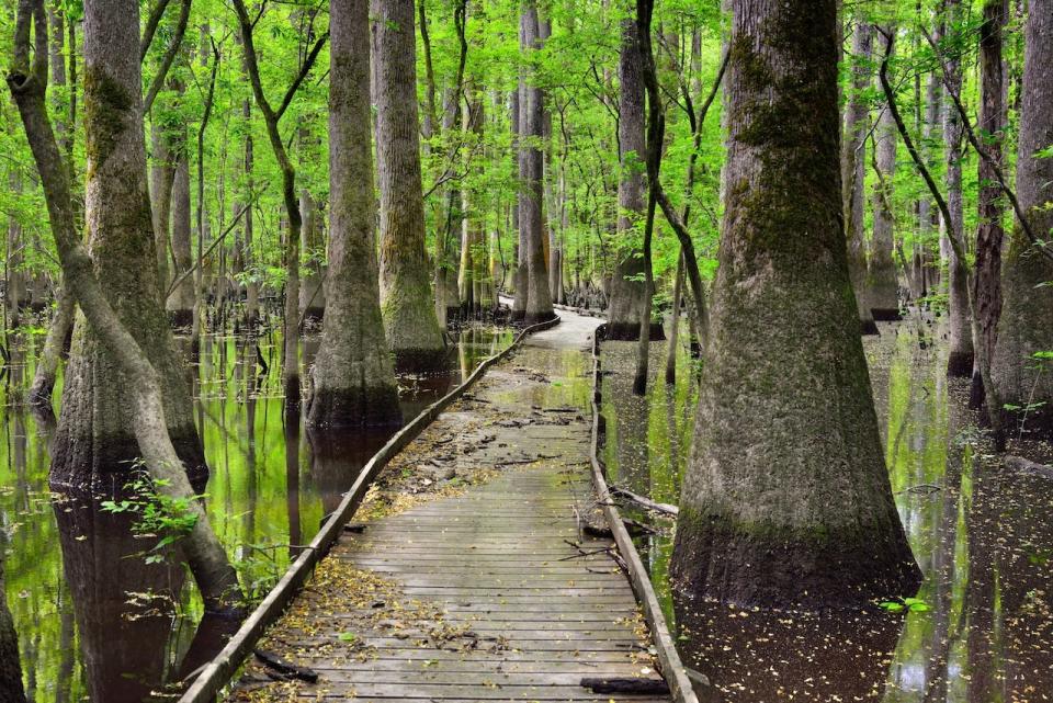Congaree National Park is in South Carolina.