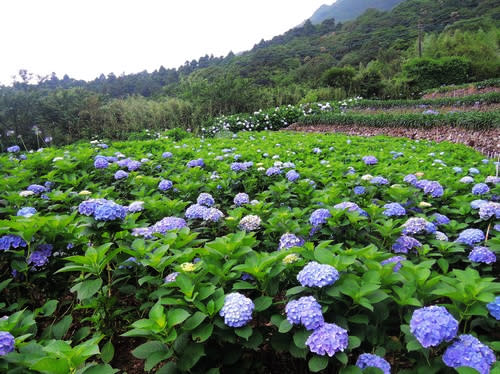 繡球花花色漸層多變化，放眼望去，美不勝收