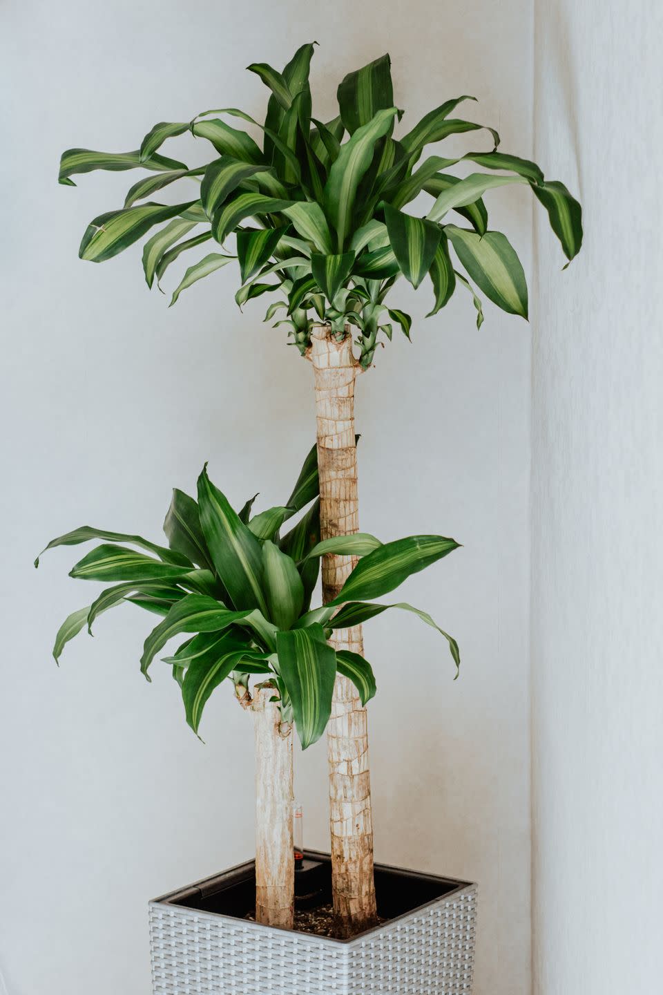 indoor trees, a beautiful shot of dracaena fragrant tree growing in a pot indoor against the white wall
