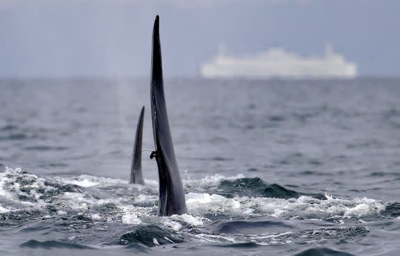 A satellite-linked transmitter is visible on the dorsal fin of L87, an orca from the southern resident group of killer whales, while swimming in Puget Sound in view of a state ferry west of Seattle.