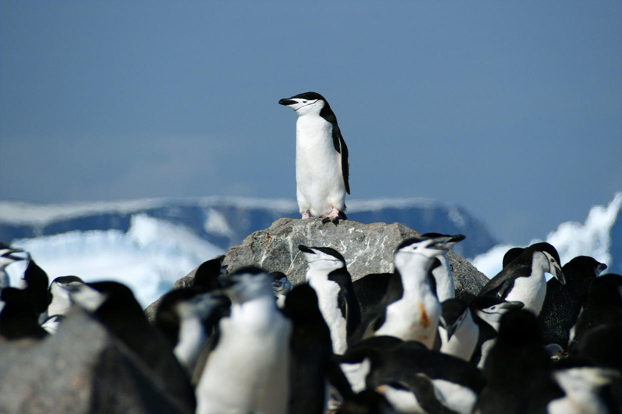 Chinstrap Penguin Getty Images/Fiona McAllister Photography