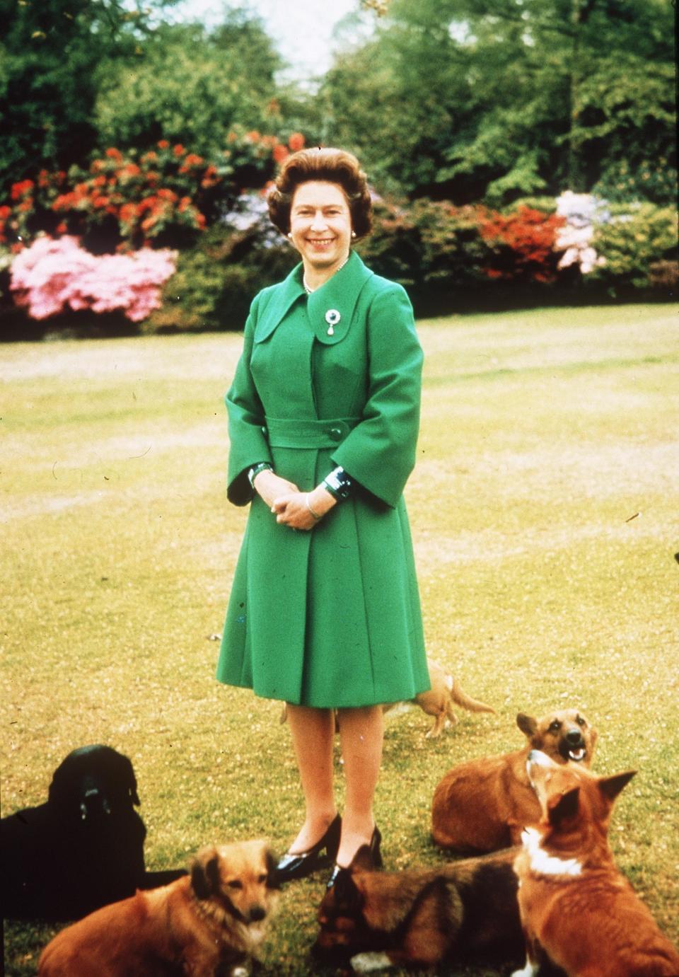 The Queen at Sandringham with her corgis.  Photo.  Anwar Hussein