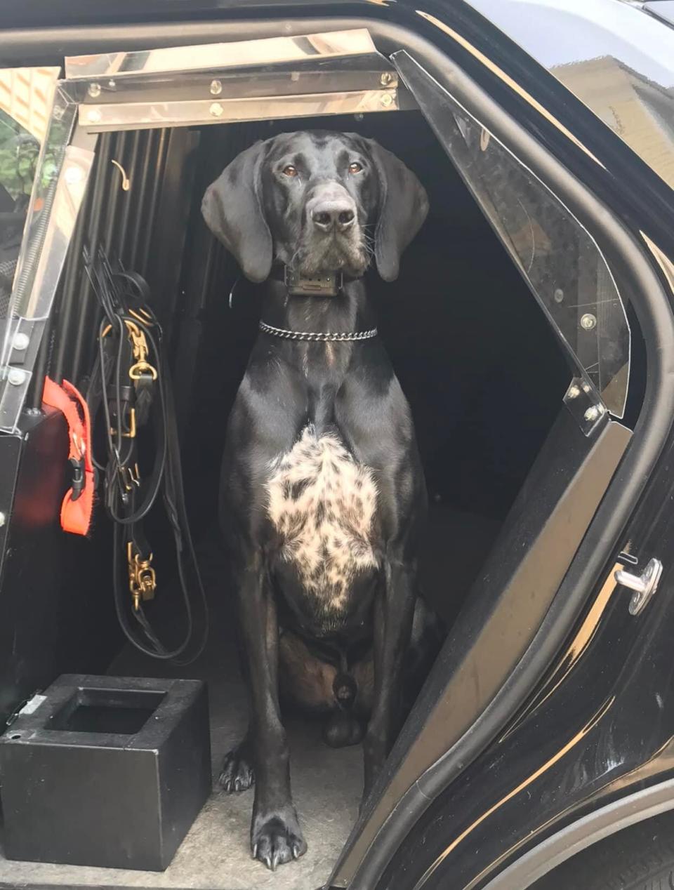 "Tukkaa," a friendly find tracking and drug detection dog that had worked with the Ashland Police Department, won't return to the force after he killed a smaller dog that also lived in his home. Town officials are trying to place the dog at a place where it can be a hunting dog.