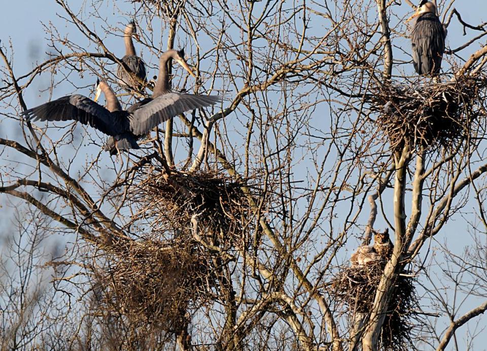 Great horned owl. John D. Simmons/jsimmons@charlotteobserver.com