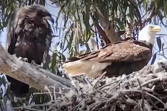 <p>Jann Nichols/ AMAZING ANIMALS+/ TMX</p> California bald eagle with eaglet in nest