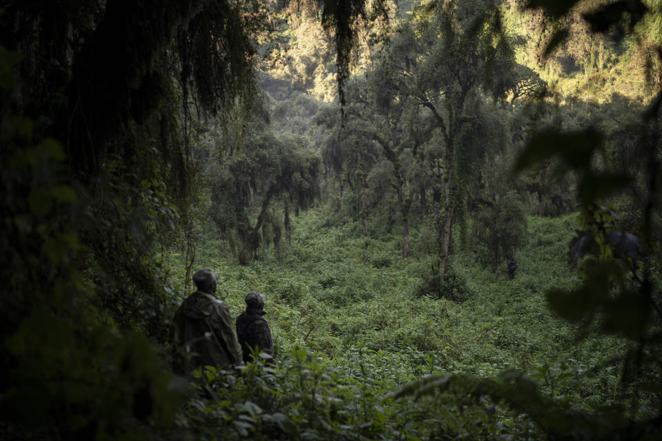 In this Sept. 4, 2019 photo, gorilla trackers Emmanuel Bizagwira, left, and Safari Gabriel search for members of the Agasha group in the Volcanoes National Park, Rwanda. These gorilla trackers are the backbone of the entire conservation project. Their work enables the scientists, tour guides and veterinarians to find gorillas quickly and do their jobs. (AP Photo/Felipe Dana)