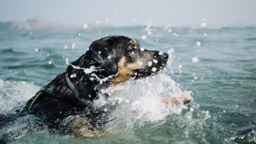 A dog swimming in sea, similar to the dog in Oregon who was rescued from rip current.