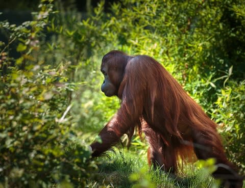 Sumatra's most famous residents - Credit: Catalin Petolea/Catalin Petolea