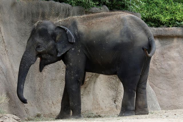 <p>Raymond Boyd/Getty</p> Asian Elephant at the St. Louis Zoo