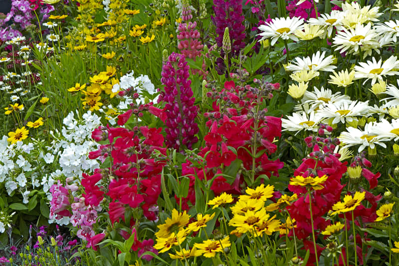 A colourful flower border with Lysimachia, Lupins, Coreopsis and Leucanthemums in a cottage garden