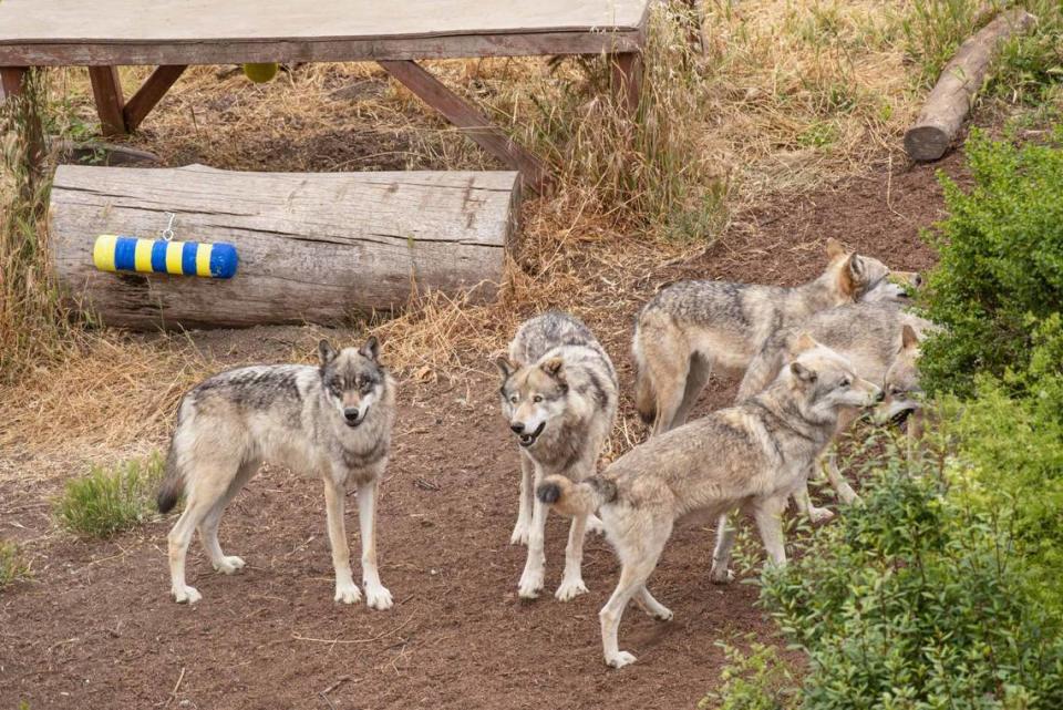 Yasmeen Ghavamian, PhD candidate in animal biology, is conducting gray wolf research at the Oakland Zoo using novel objects and puzzle boxes to assess individual wolf personalities and problem solving skills on June 23, 2023. This is the first of six-weeks of field research and will be the first time novel objects are placed with the wolves. They are monitored with cameras and human observation to see how they react. The pack of six wolver, parents and cubs, gather near the rainsticks. Gregory Urquiaga/UC Davis