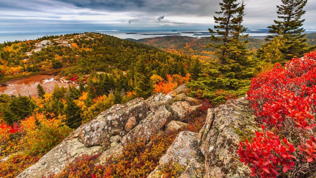 fall foliage atop cadillac mountain in acadia national park maine