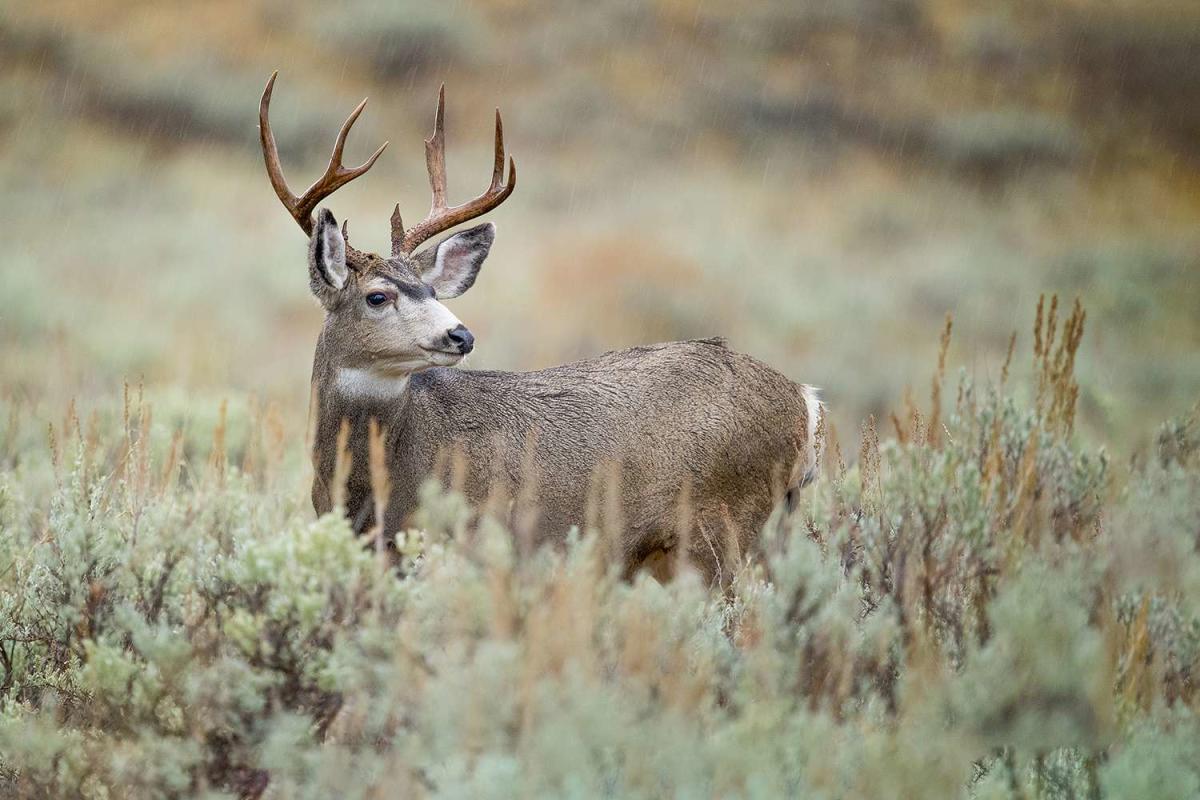 Colorado Woman, 67, Hospitalized After Being Gored by Deer Outside