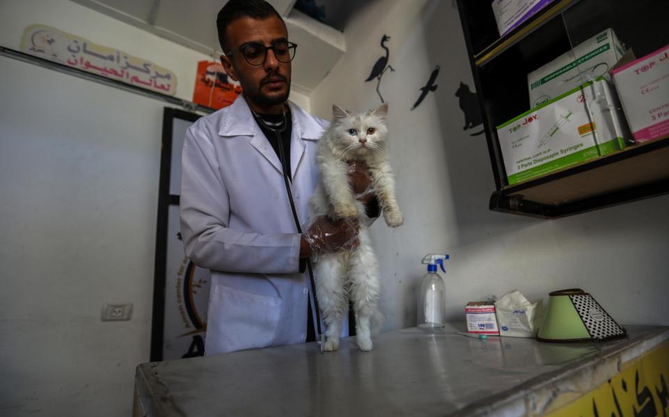 Veterinarian Aed Abu Najm, 25 years old, carries out checkups and treats injured or sick felines of displaced Gaza citizens