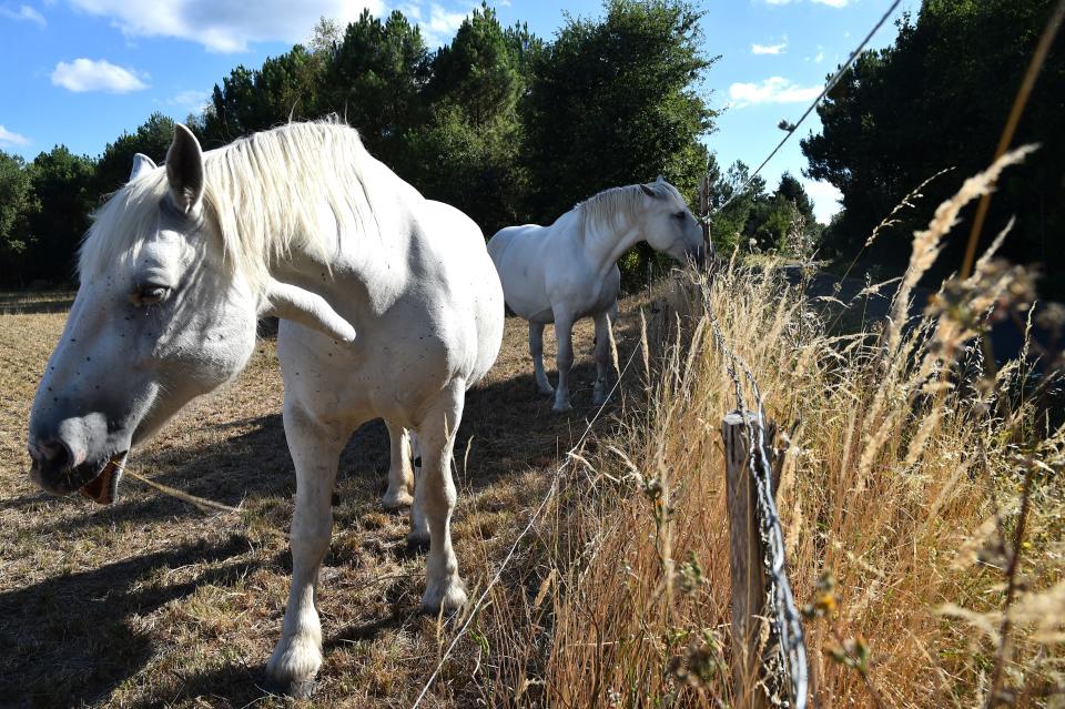 <p>Percheron horses search for grass in a dried meadow during a heatwave next to La Breille-les-Pins, northwestern France on Aug. 8, 2018, (Photo: Jean-Francois Monier/AFP/Getty Images) </p>