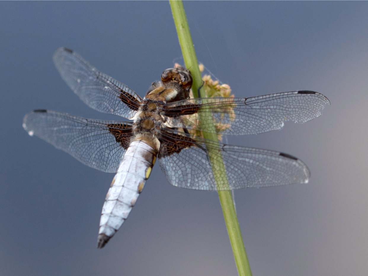 GettyImages insect