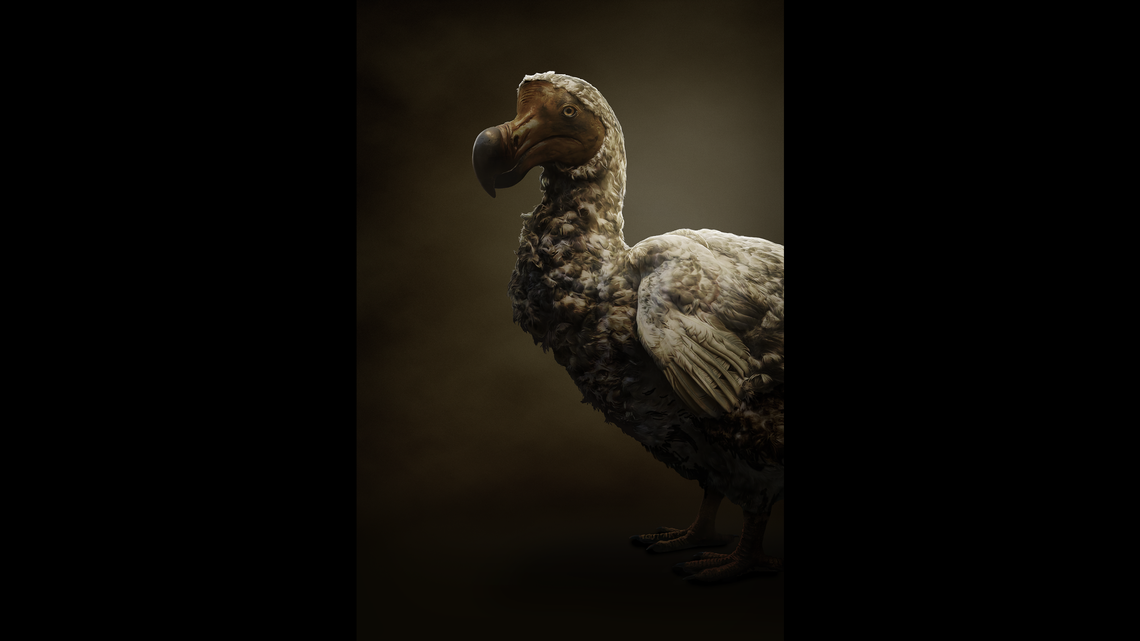 Colossal Biosciences, the Texas-based company working to bring the woolly mammoth out of extinction, has partnered with the Mauritian Wildlife Foundation to do the same to the dodo bird.