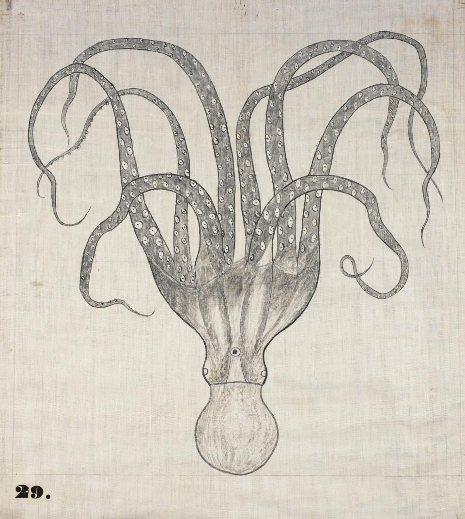 One of Orra White Hitchcock's classroom charts, simply titled "Octopus" (1828&ndash;1840). (Photo: Amherst College Archives  Special Collections)