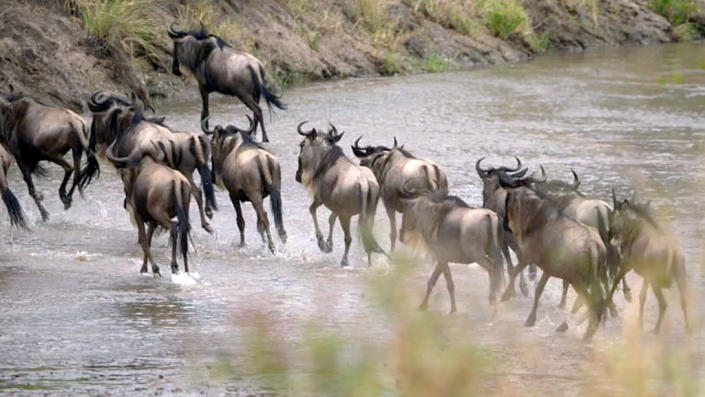 Wildebeest moving fast across a shallow riverbed