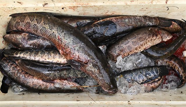 <p>Ricky Carioti/getty</p> A cooler filled with a fresh catch of Northern Snakehead fish