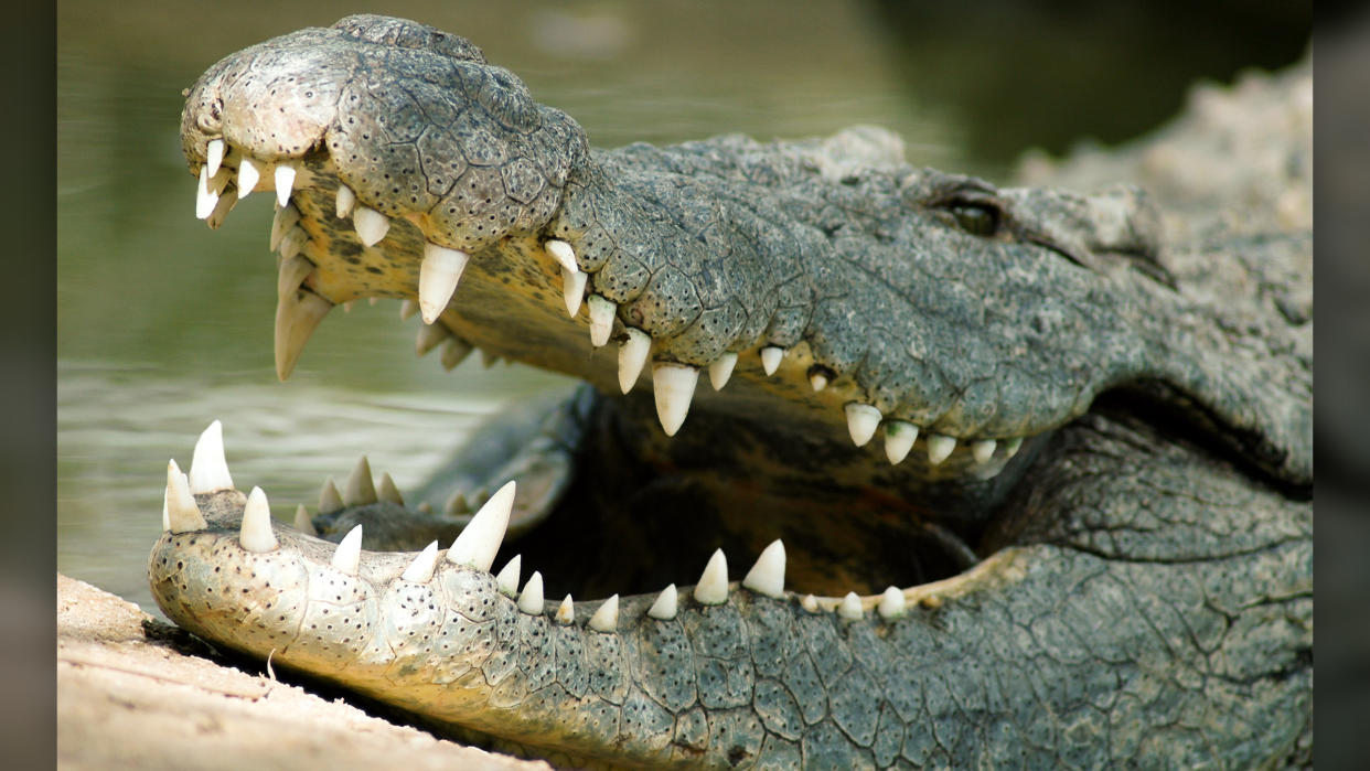  A saltwater crocodile resting by the shore shows its teeth. 