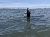 Michael Oppenheimer, one of the world's most prominent climatologists, rakes for clams