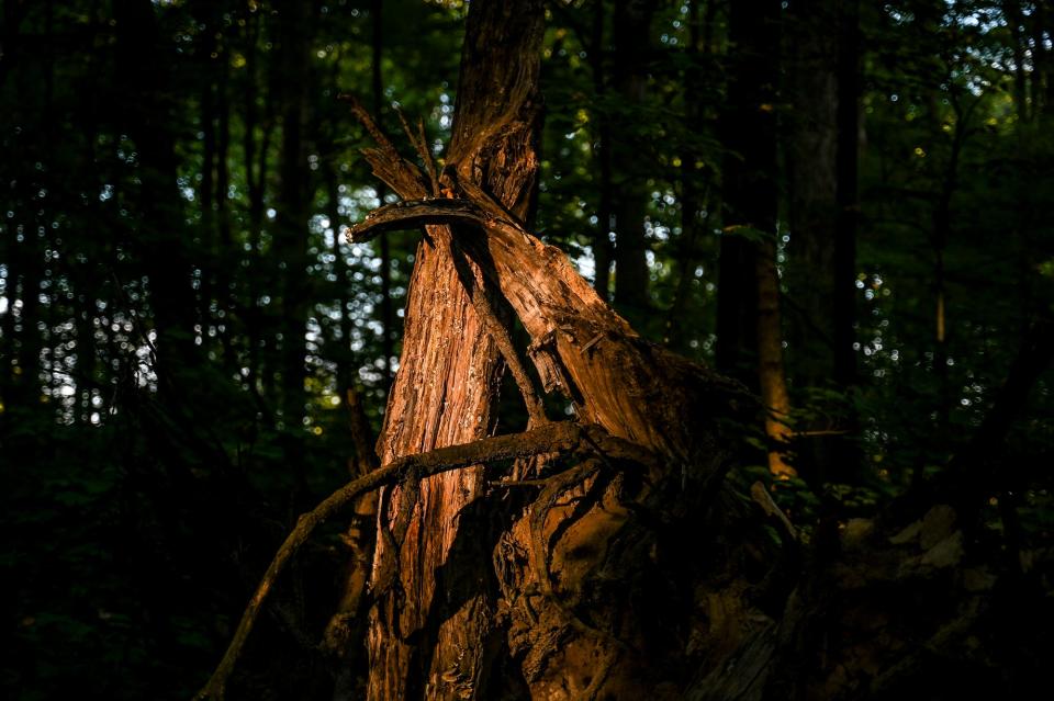 A broken and uprooted tree is illuminated by the late afternoon light at the Michigan State University Baker Woodlot on Wednesday, Oct. 4, 2023, in East Lansing.