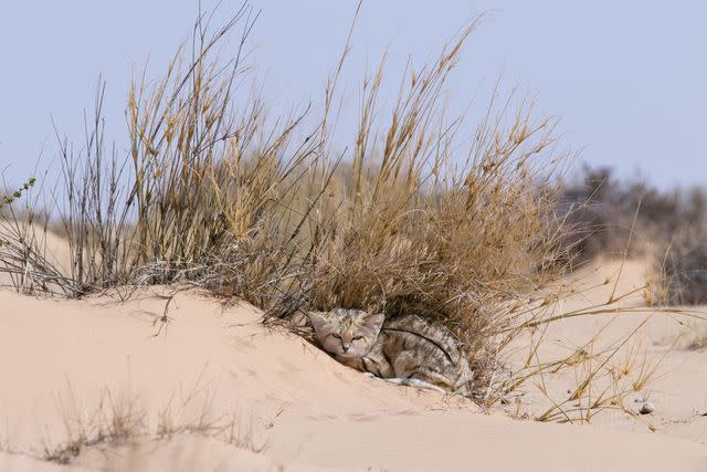 <p>Gregory Breton</p> A female sand cat rests under a bush, seeking refuge from the Saharan sun, 2018