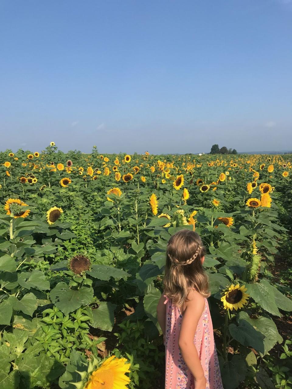 Maple Lawn Farms in New Park, Pennsylvania