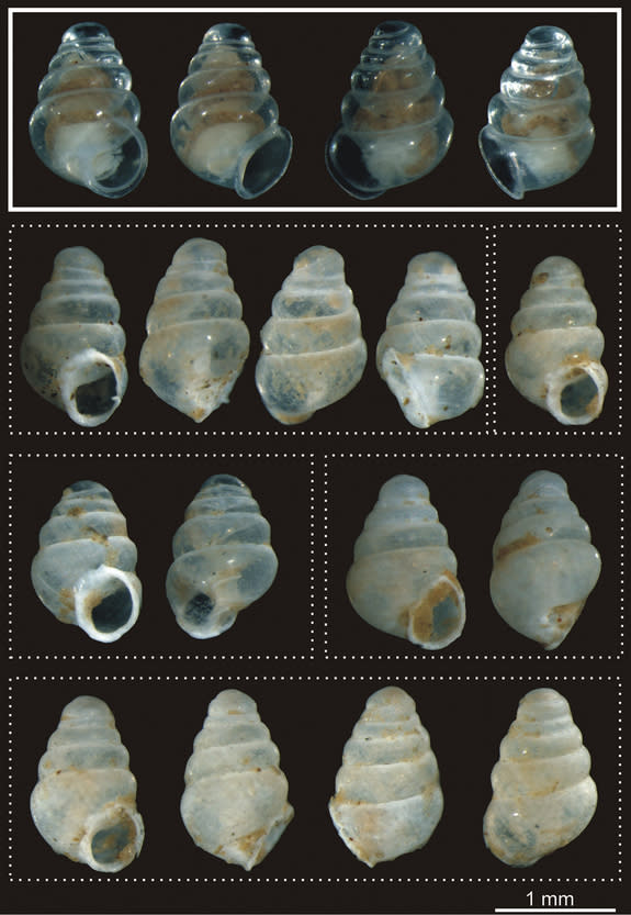 Different views of the living specimen (solid border) and empty shell (dotted border).