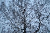 Russian student and blogger climbs a tree for better celular internet connection his remote Siberian village of Stankevichi
