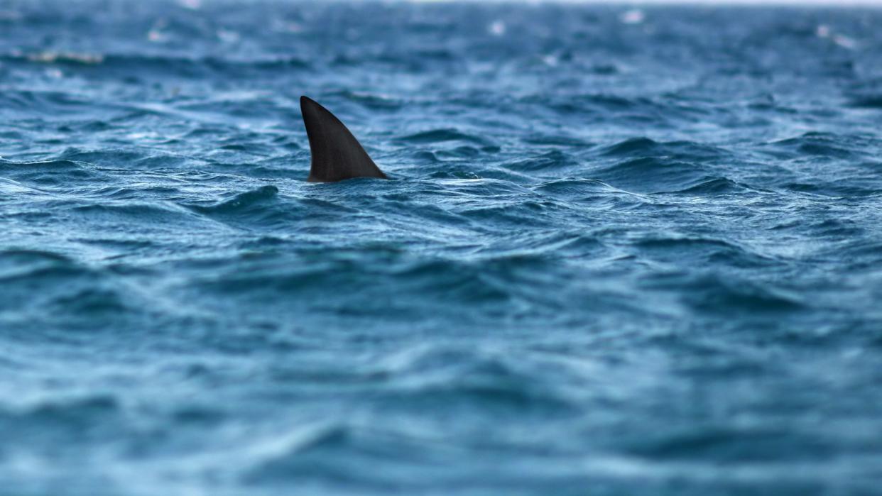  A shark fin pokes out from the water as it swims along. 