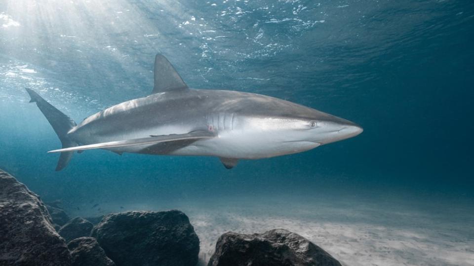 A dusky shark swimming near the seafloor.