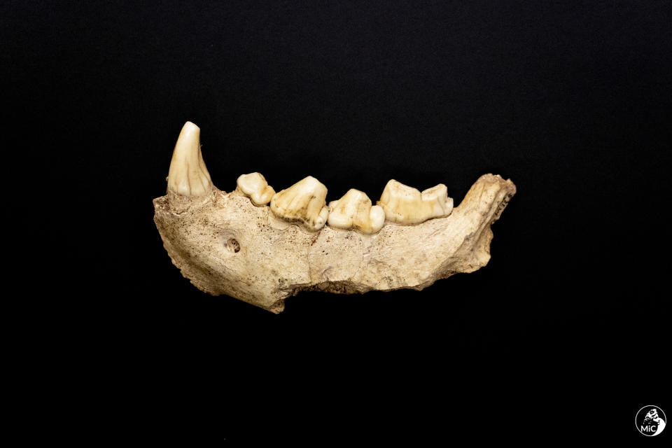 This image released by the Italian Culture Ministry shows a fossil jaw that were discovered in a cave near Rome, shedding new light on how the Italian peninsula was populated and under what environmental conditions. The Italian Culture Ministry announced the discovery Saturday, May 8, 2021, saying it confirmed that the Guattari Cave in San Felice Circeo, where a Neanderthal skull was discovered in 1939, was “one of the most significant places in the world for the history of Neanderthals.” (Emanuele Antonio Minerva/Italian Culture Ministry via AP)