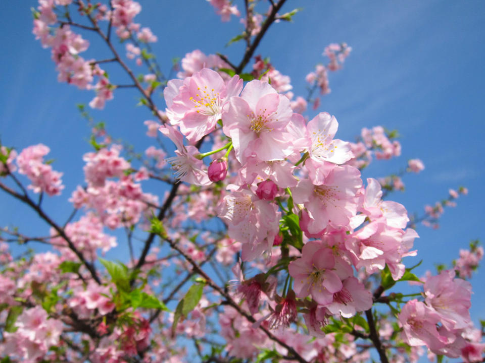 陽光運動公園櫻花(Photo Credit: Sean-Su@Flickr, License: CC BY2.0，圖片來源：https://www.flickr.com/photos/28294254@N04/25304442446)