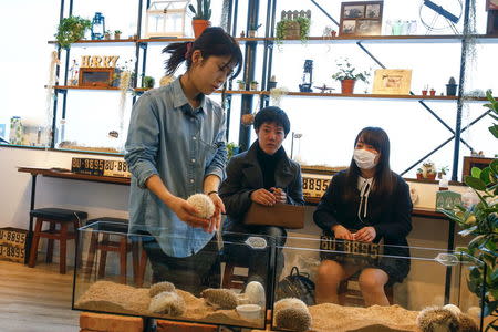 A staff member (L) takes a hedgehog from a glass enclosure at the Harry hedgehog cafe in Tokyo, Japan, April 5, 2016. REUTERS/Thomas Peter